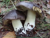 http://upload.wikimedia.org/wikipedia/commons/thumb/8/87/Tricholoma_portentosum35.JPG/275px-Tricholoma_portentosum35.JPG